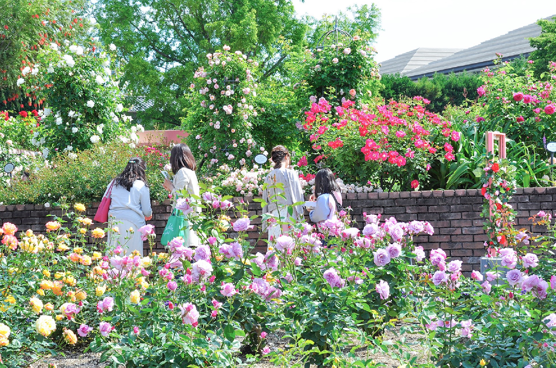 要問合せ♥️ヨーロッパ空間♥️薔薇好き♪ローズ バラ プランター